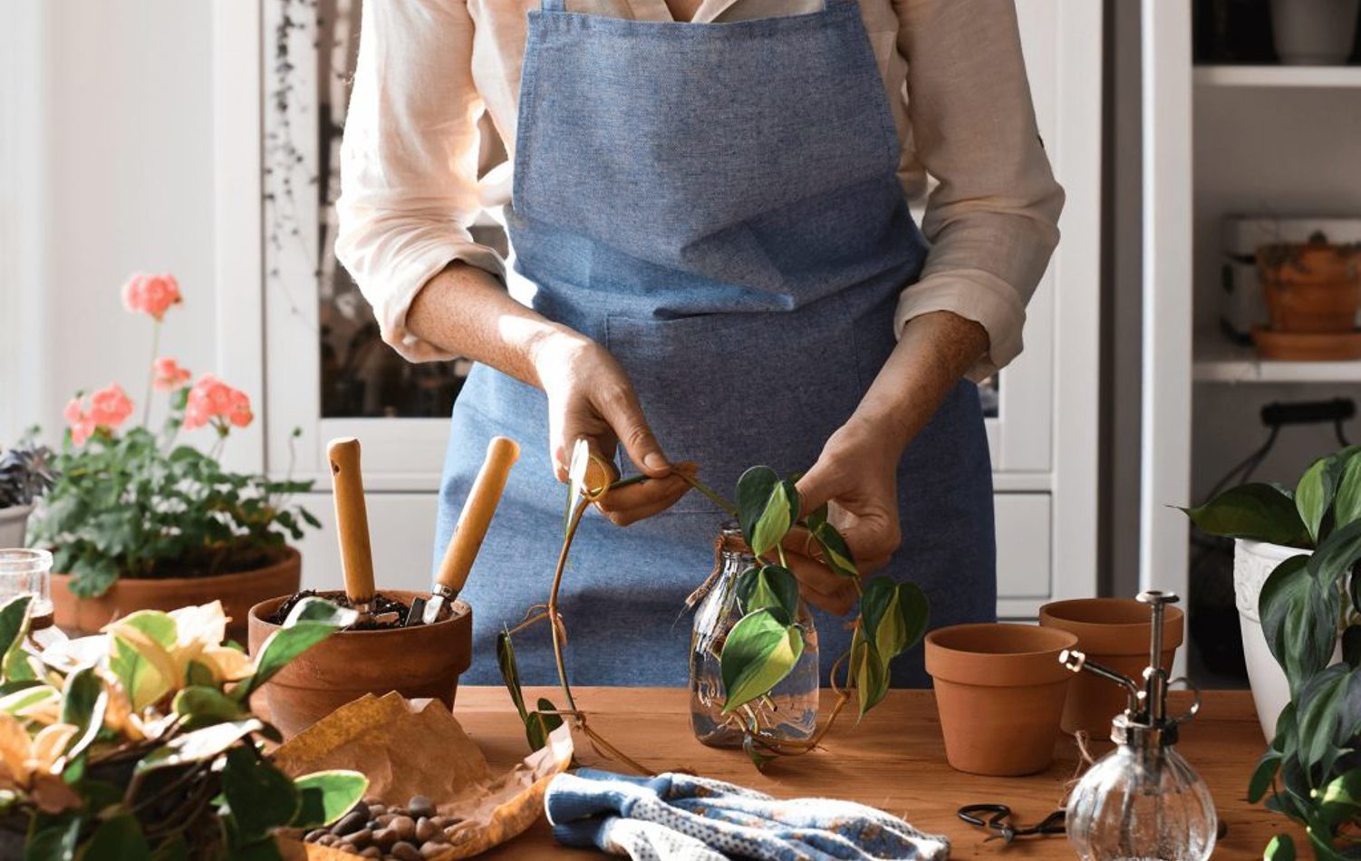 A woman preparing her fresh plants ready for planting